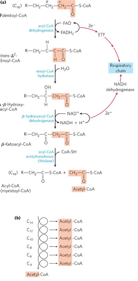 beta oxidation steps|Beta Oxidation of Fatty Acid: Steps, Uses, Diagram .